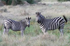 Zebra Stripes Make Me  Dizzy